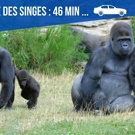 Appartement Simplicien *cosy* Plein Centre De *tv* Wifi *cafe* Poitiers